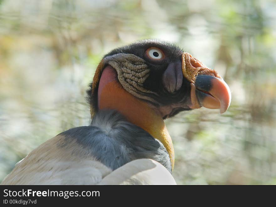 King Vulture