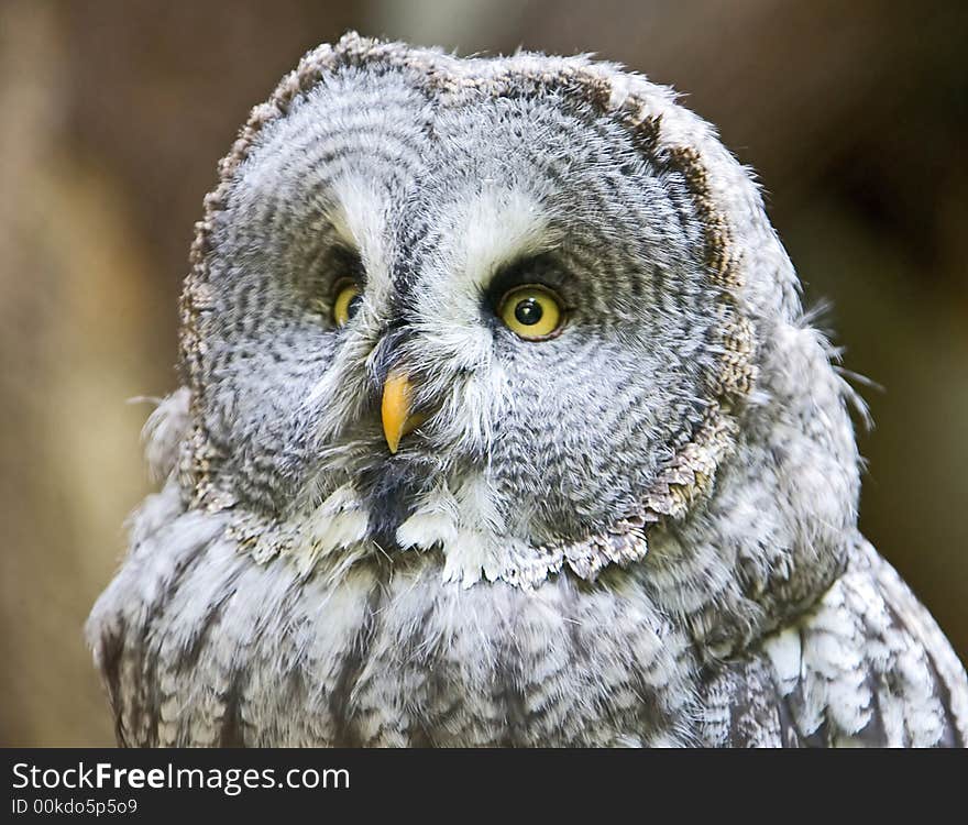 Big grey owl 1