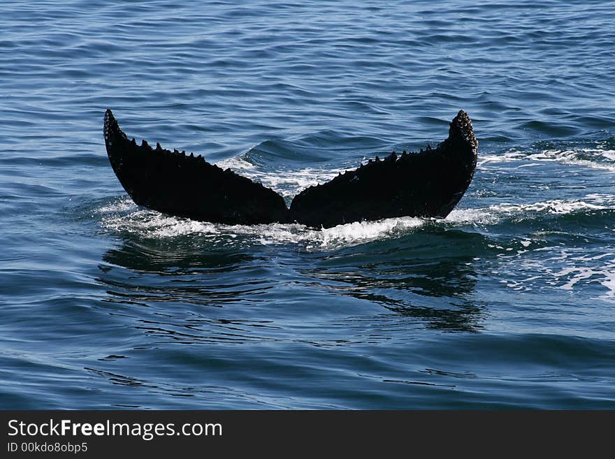 Fluke of a Humpback whale diving in the North Atlantic