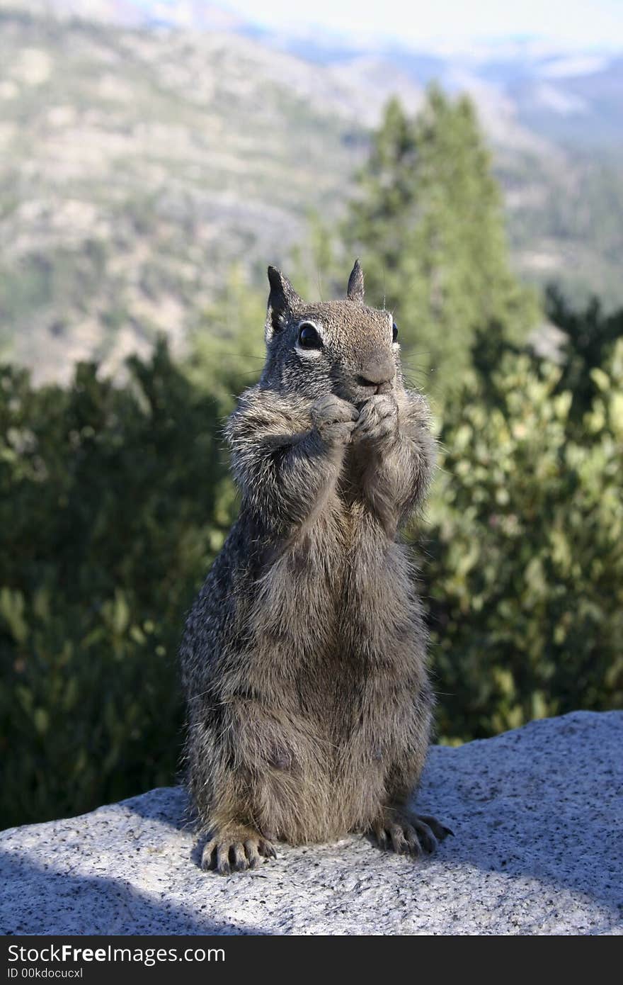 A squirrel eating