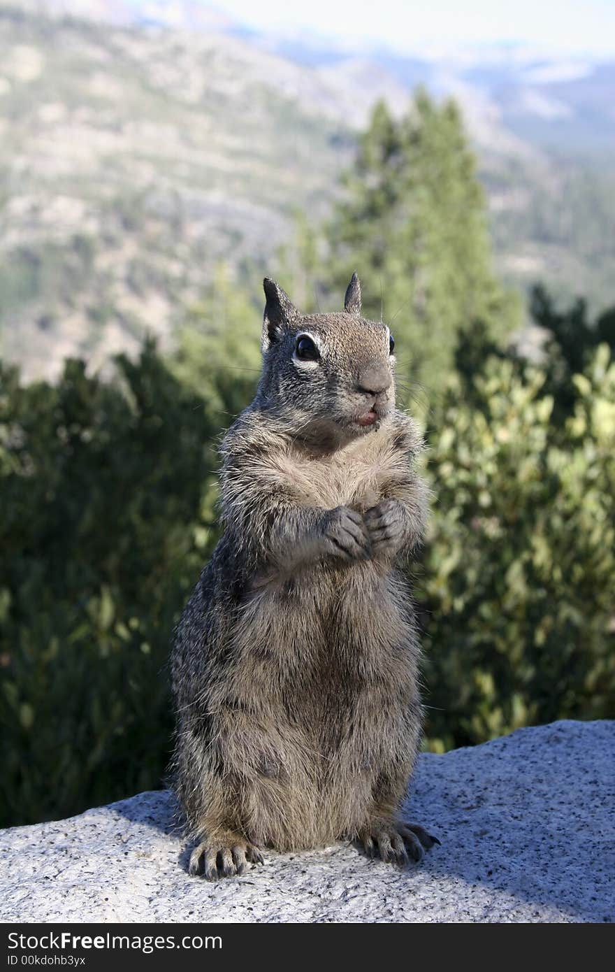 A Squirrel Wait Eating