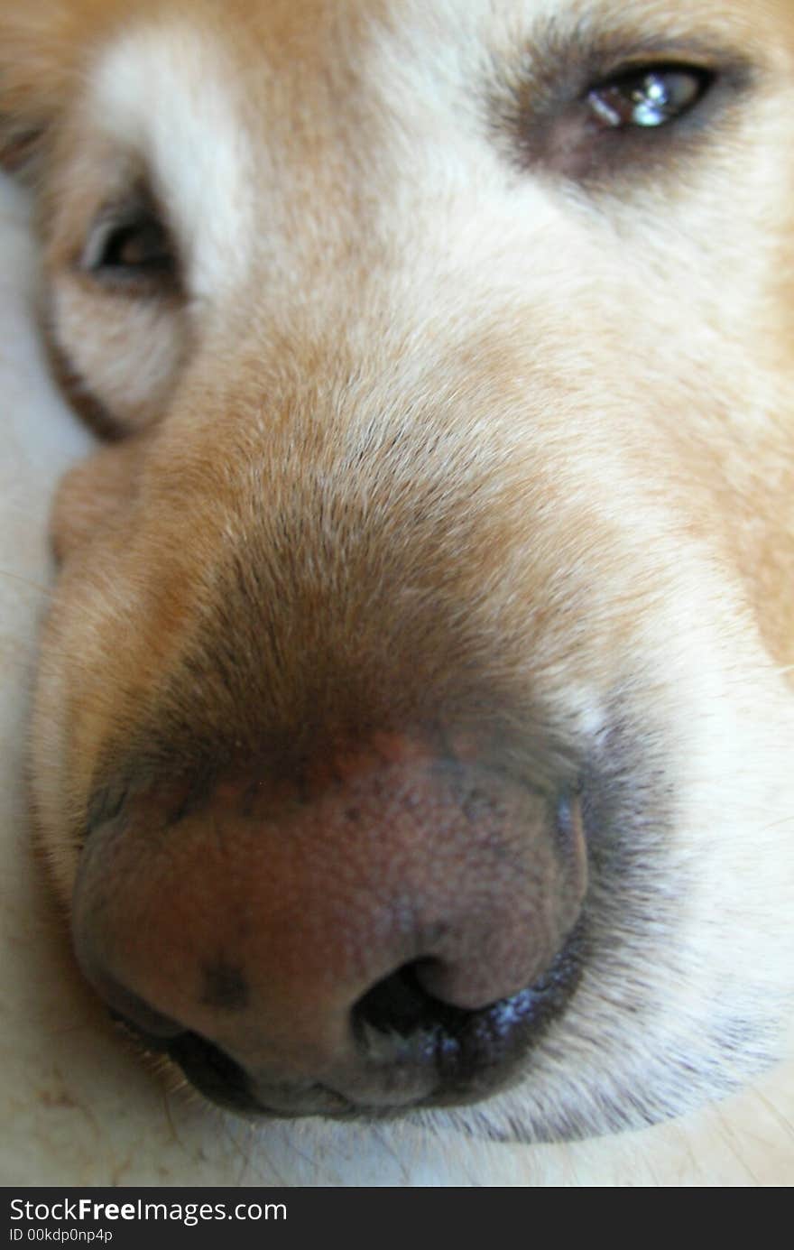 Communicating quite effectively with his eyes, our Golden Retriever lets us know that he wants to be left alone while he tries to sleep!. Communicating quite effectively with his eyes, our Golden Retriever lets us know that he wants to be left alone while he tries to sleep!