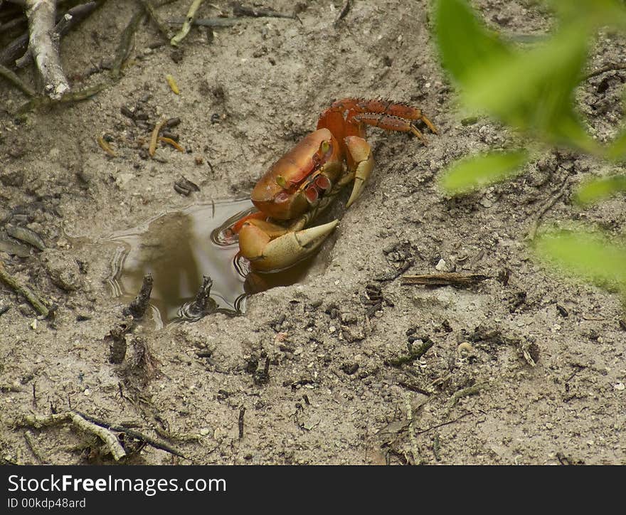 A crab waits for the tide to come in. A crab waits for the tide to come in.