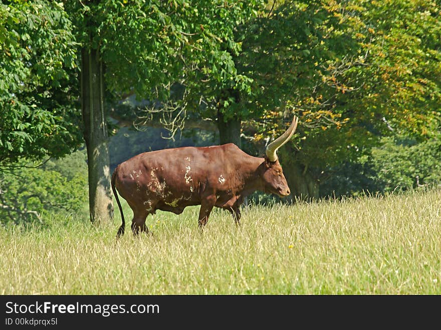 Ankole