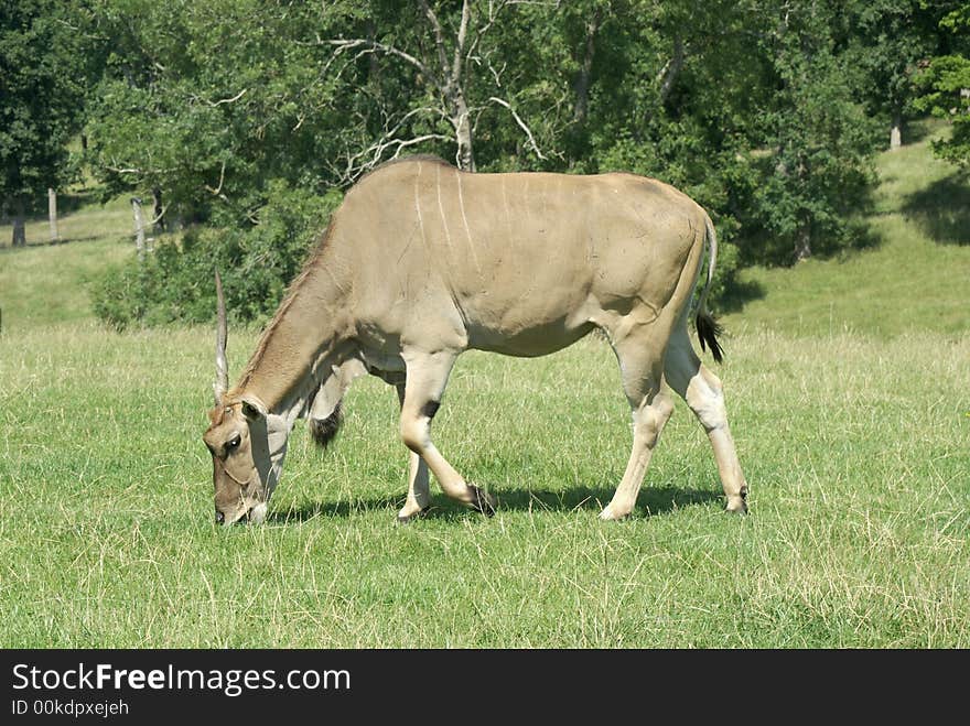 Common Eland Grazing