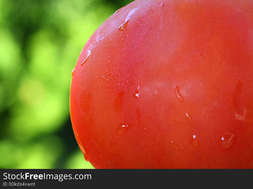 Close up of the wet tomatoe on green