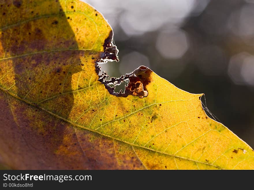 Leaf bite