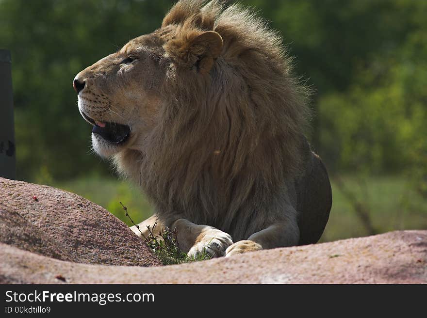 African Lion sittin on top of a cliff. African Lion sittin on top of a cliff