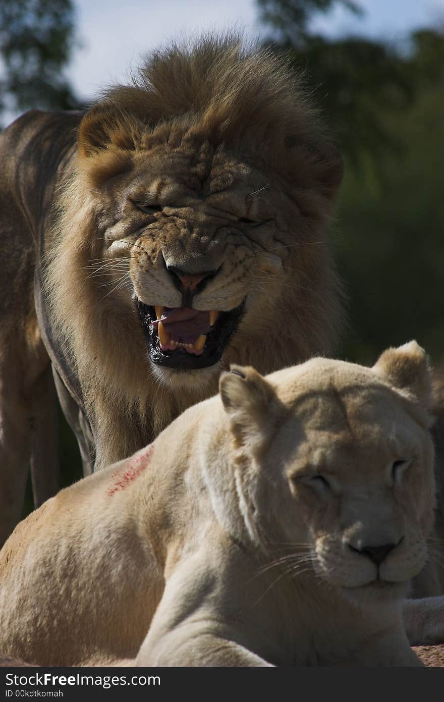 Two lions resting after a meal. Two lions resting after a meal