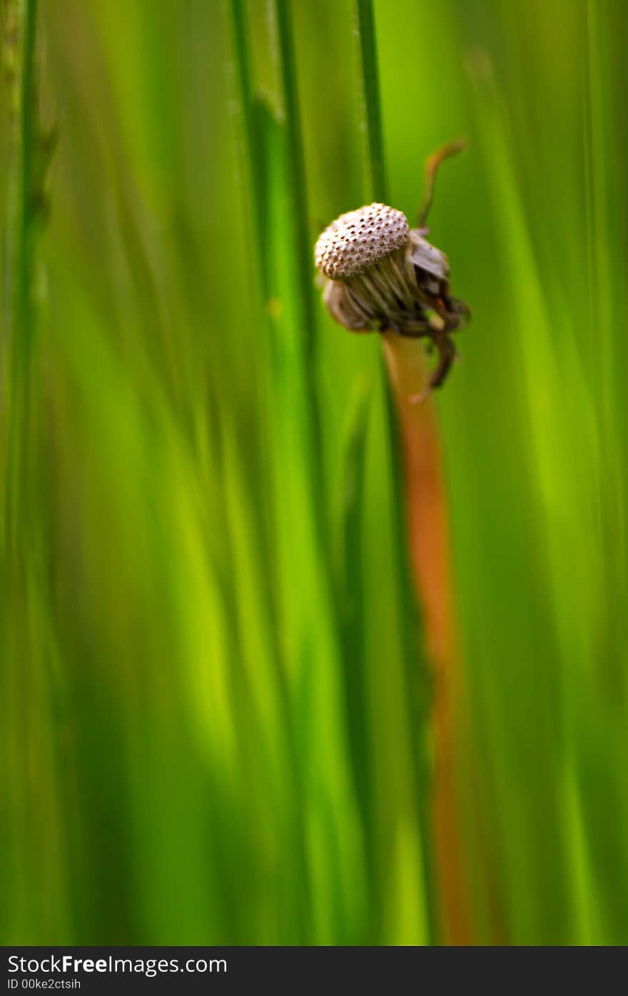 Old dandelion with green background