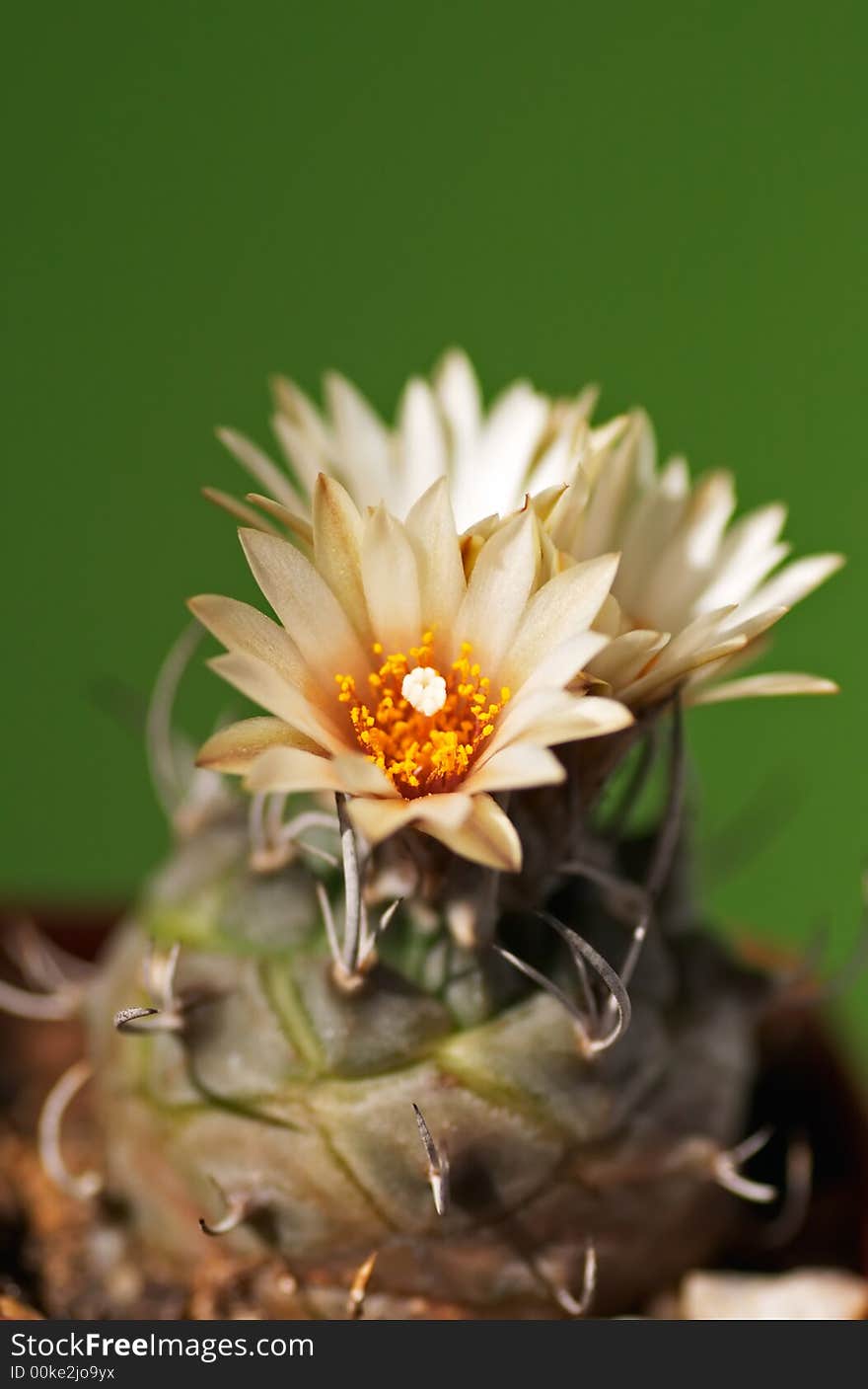 turbinicarpus macrochele cactus with flowers, small depth of field