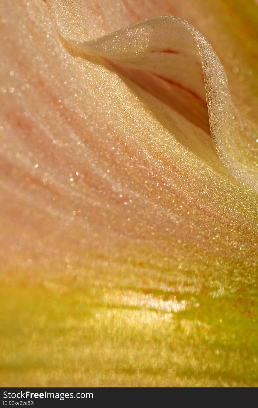 Closeup Of A Flower