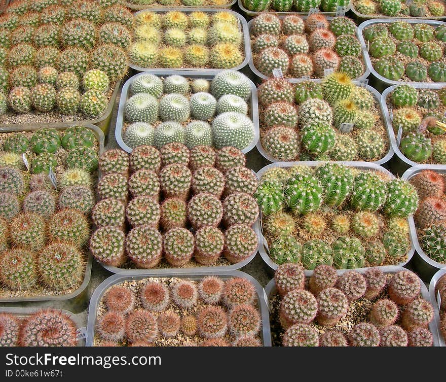 Various cactus plants in flower pots. Various cactus plants in flower pots