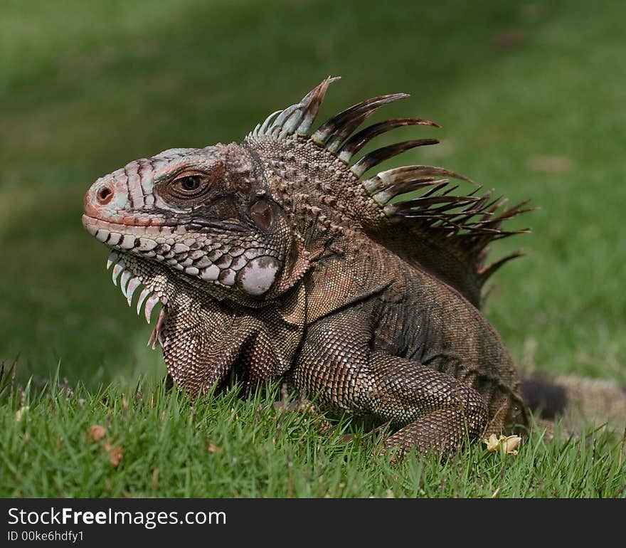 Wild Iguana Portrait