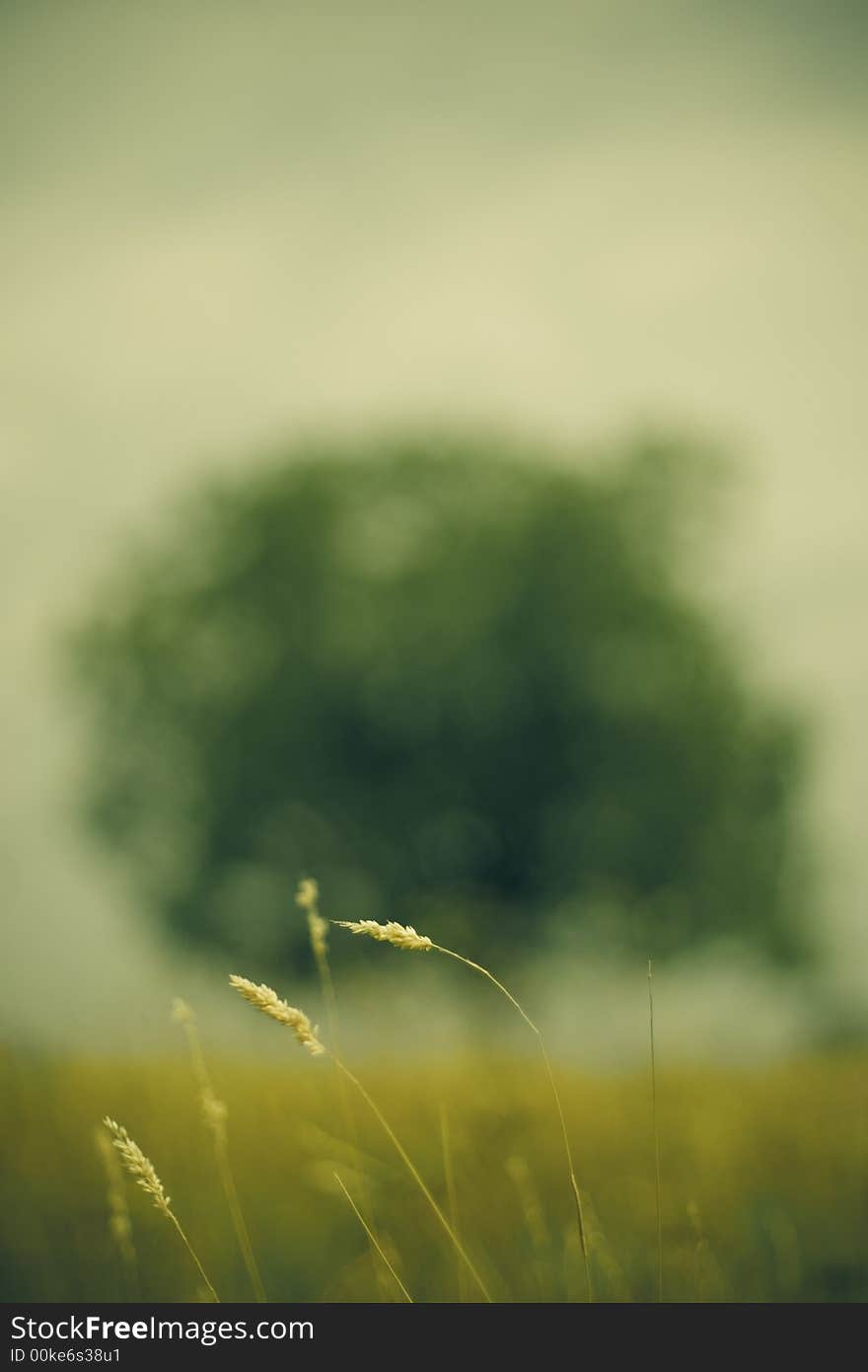 Out of focus image of tree with field vegetation in focus. Out of focus image of tree with field vegetation in focus