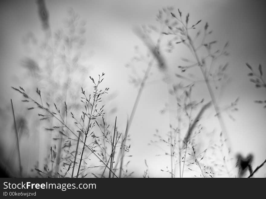 Field grass/vegetation detail