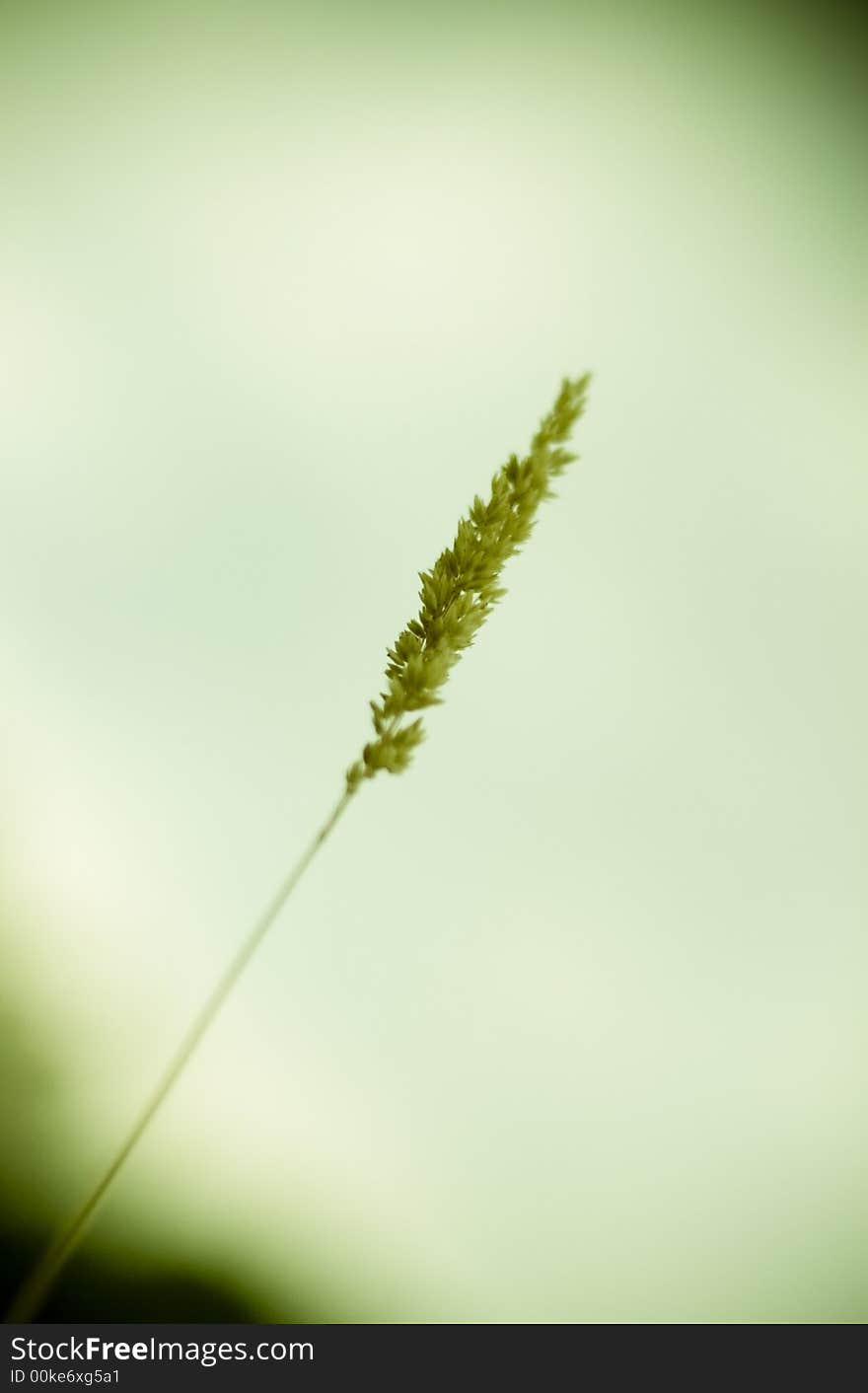 Field Grass/vegetation Detail