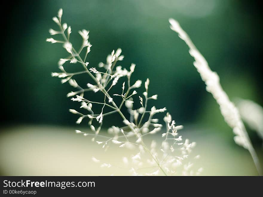 Blades/ two types of field vegetation (detail). Blades/ two types of field vegetation (detail)