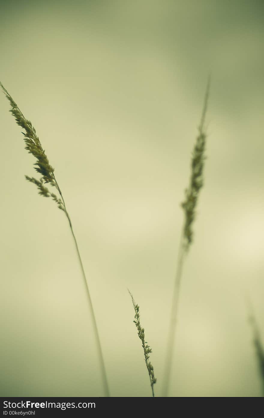 Field vegetation details