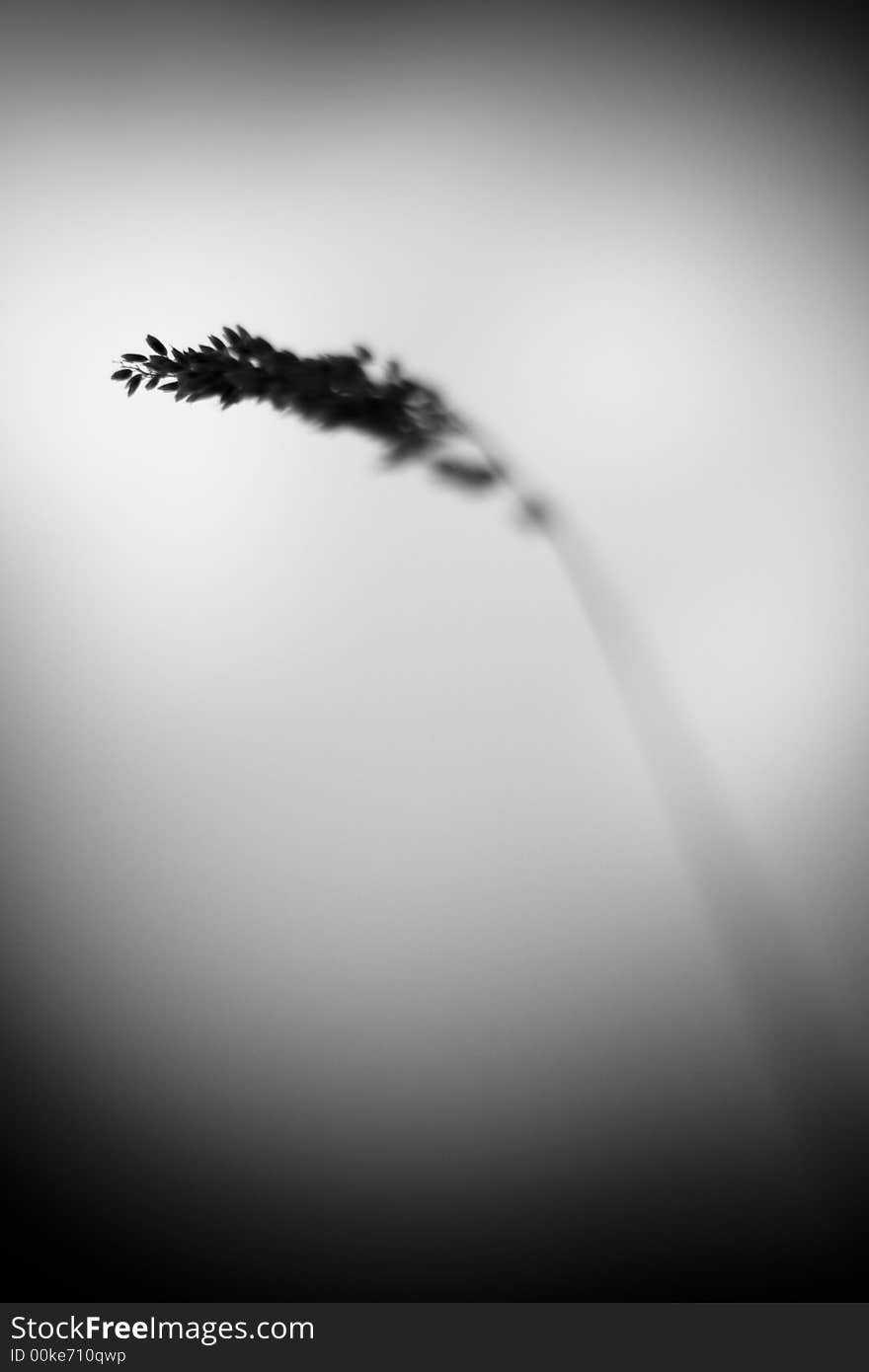 Blade/straw(detail)/ field vegetation. Blade/straw(detail)/ field vegetation