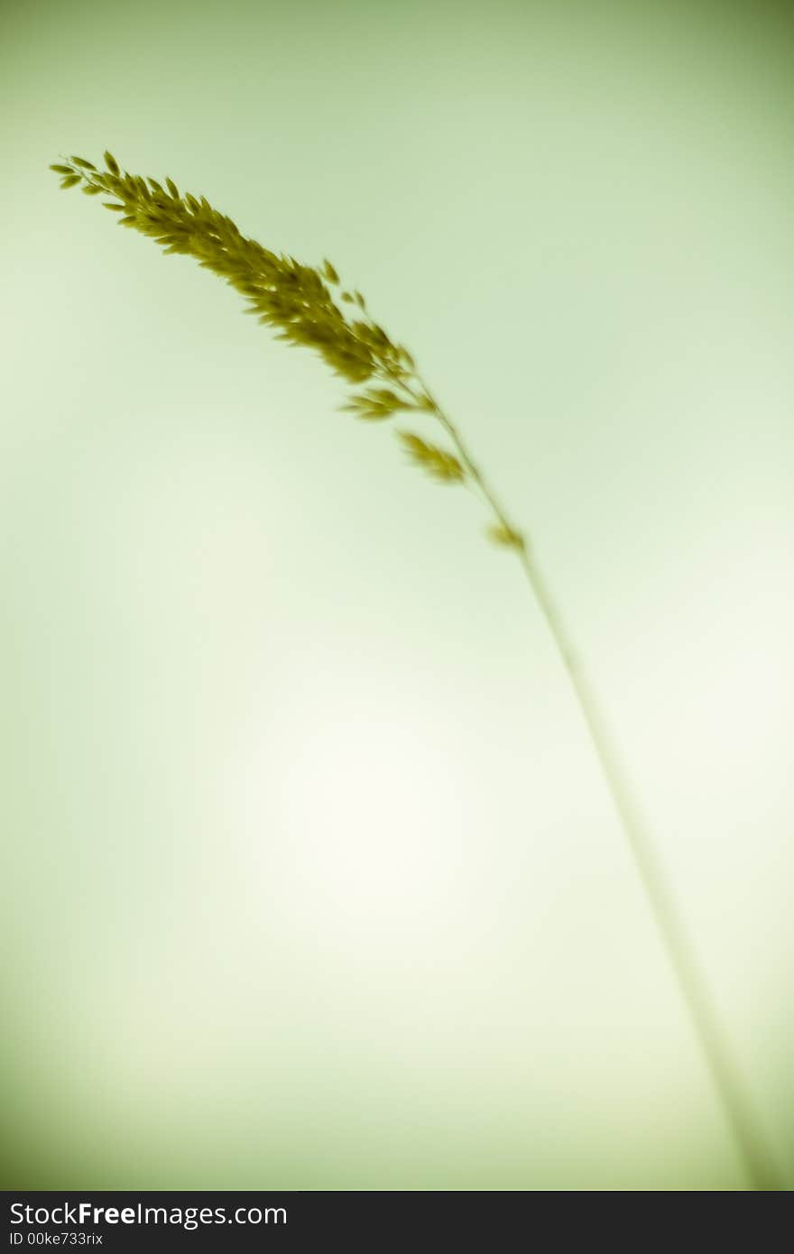 Straw detail