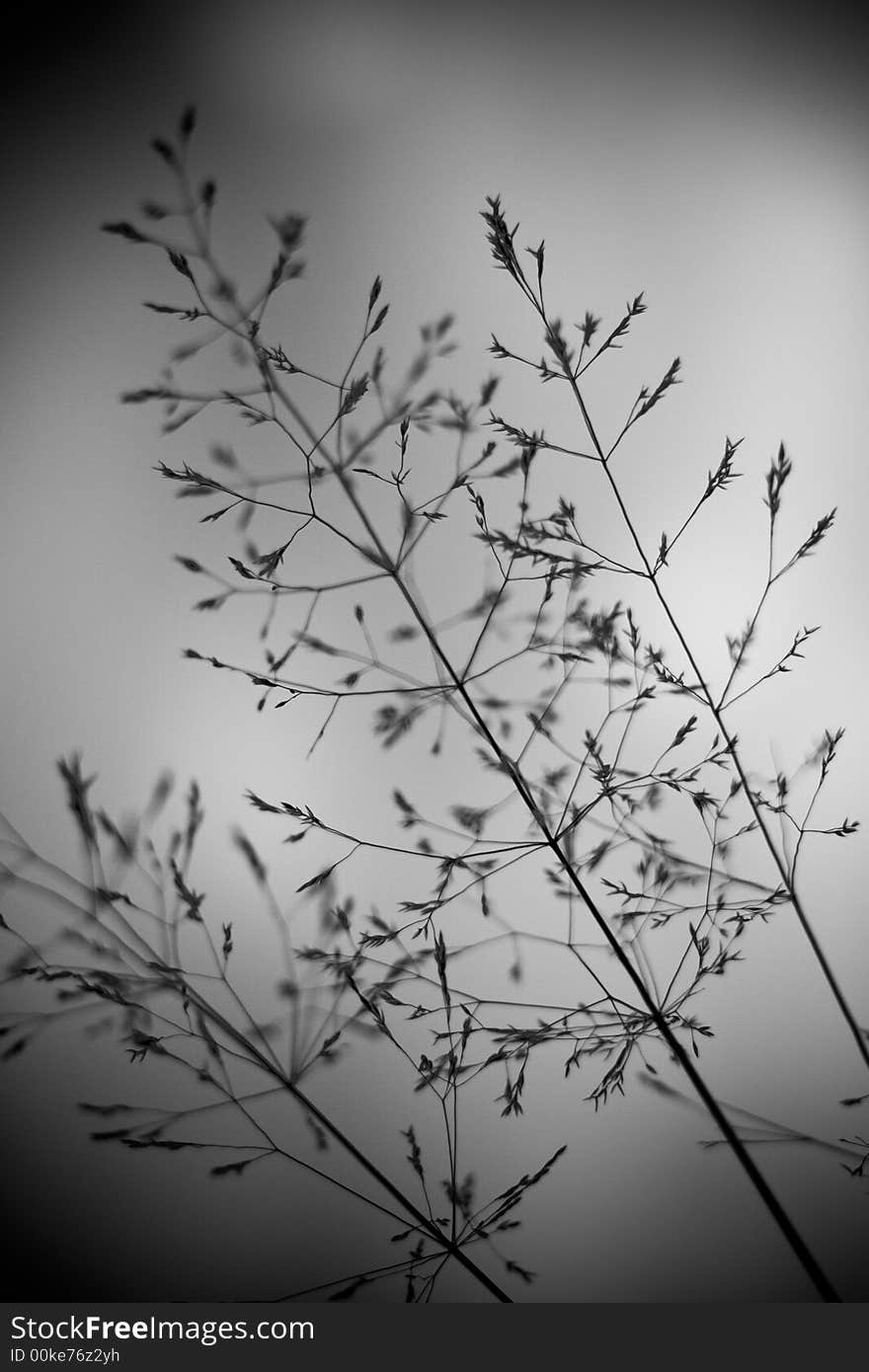 Field Vegetation Details 2