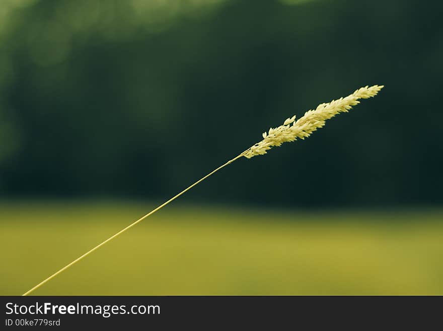 Blade/straw(detail)/ field vegetation. Blade/straw(detail)/ field vegetation