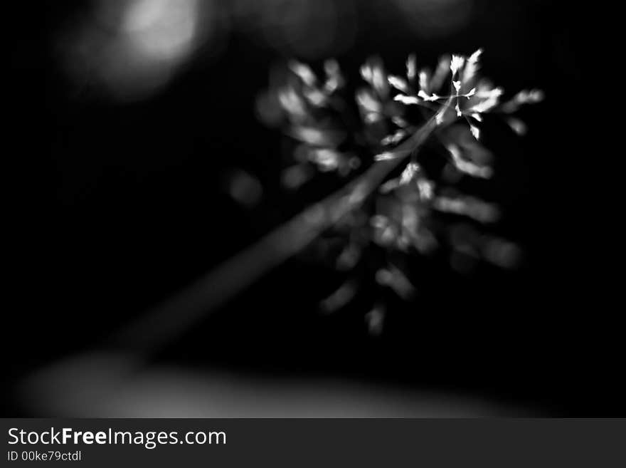 Blade/straw(detail)/ field vegetation. Blade/straw(detail)/ field vegetation