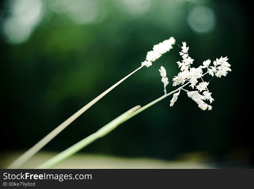 Field vegetation details 3