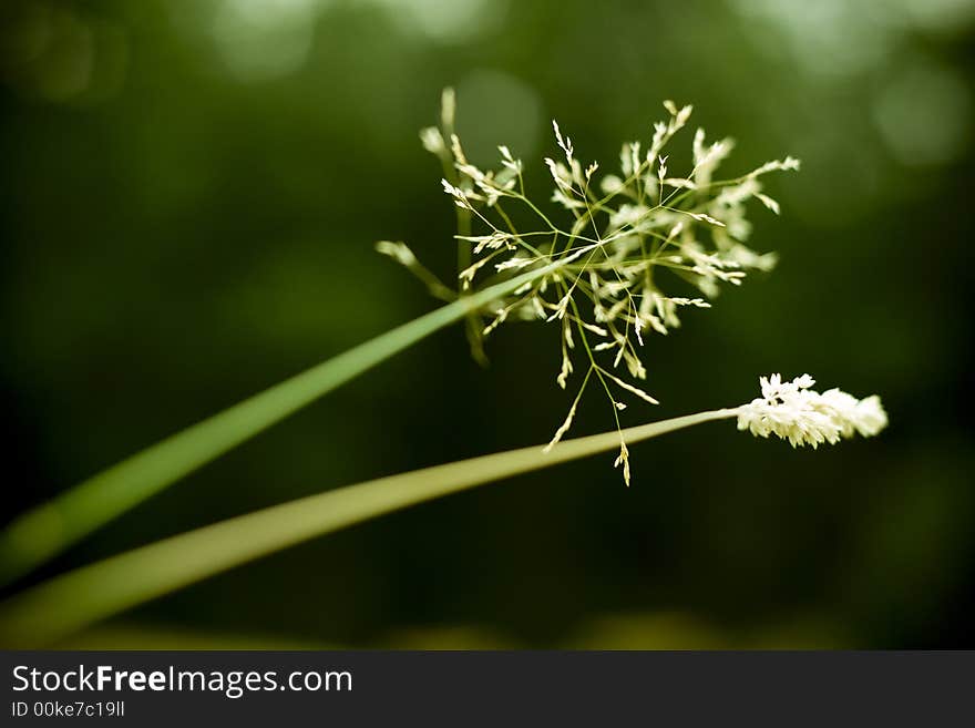 Field vegetation details 4