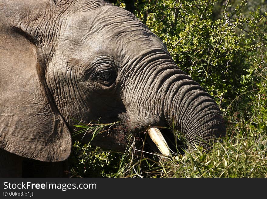 Elephant walking through the bush eating. Elephant walking through the bush eating