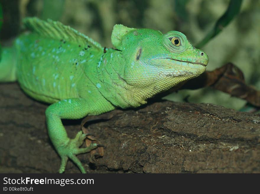 Basilisk lizard shot in terrarium, natural light