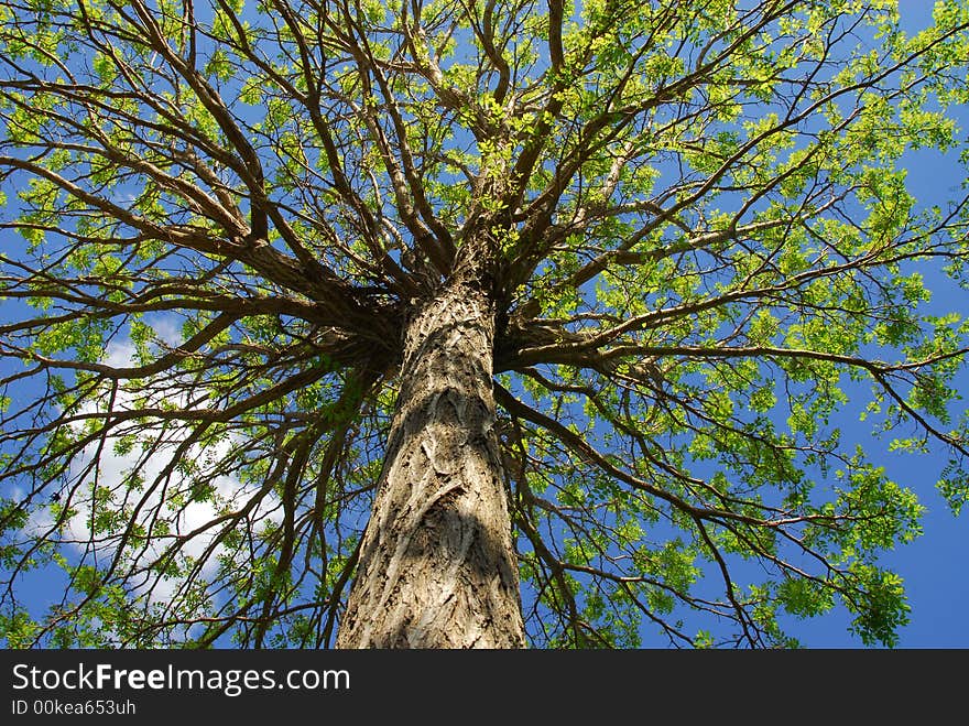 Spring time showing green leaves and blue sky as background