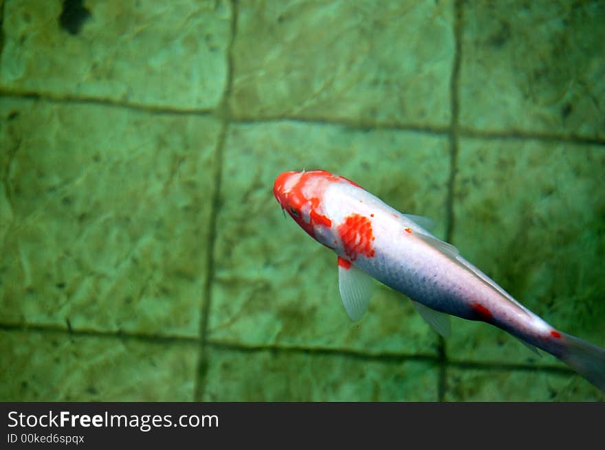 Japanese carp in artificial small lake. Japanese carp in artificial small lake