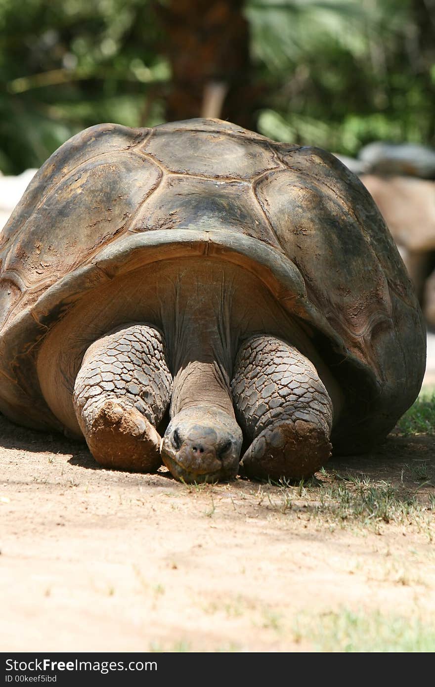 An old tortoise rests with it's head between it's wrinkled legs. An old tortoise rests with it's head between it's wrinkled legs