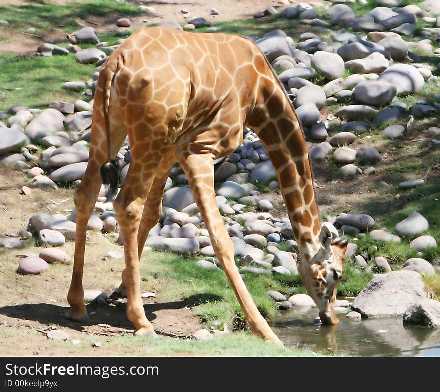 A giraffe stops to take a drink at a watering hole. He is on the lookout for predators. A giraffe stops to take a drink at a watering hole. He is on the lookout for predators