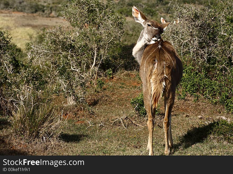 Kudu Female Licking Herself