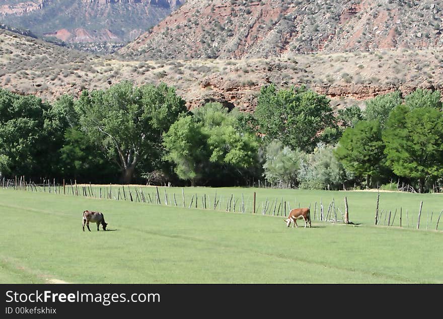 Two Grazing Cows