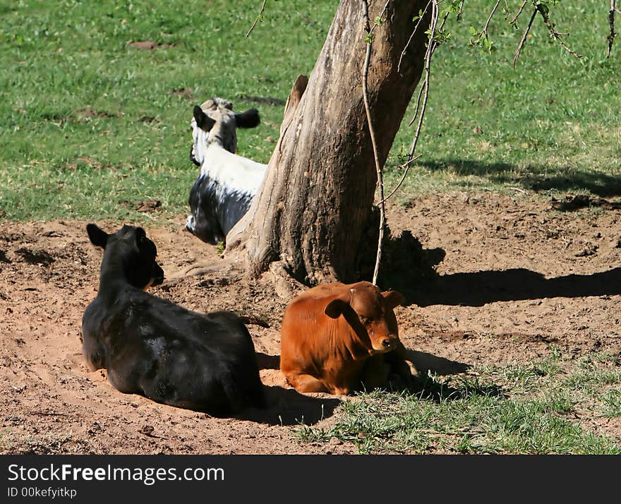 Three cows rest under the shade of a tree on a cattle ranch. Three cows rest under the shade of a tree on a cattle ranch