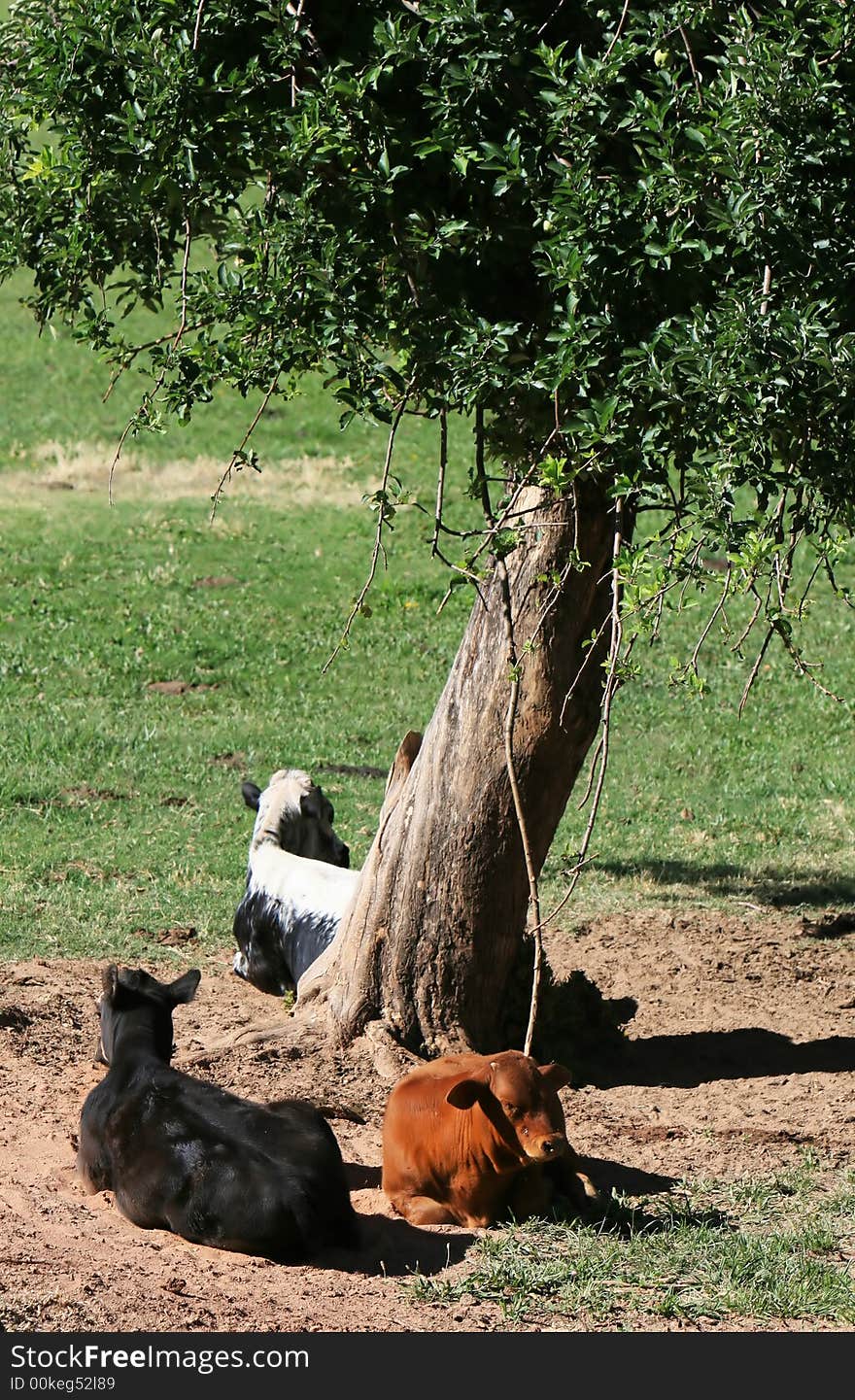 Cows rest in the shade on a cattle ranch in the western USA. Cows rest in the shade on a cattle ranch in the western USA