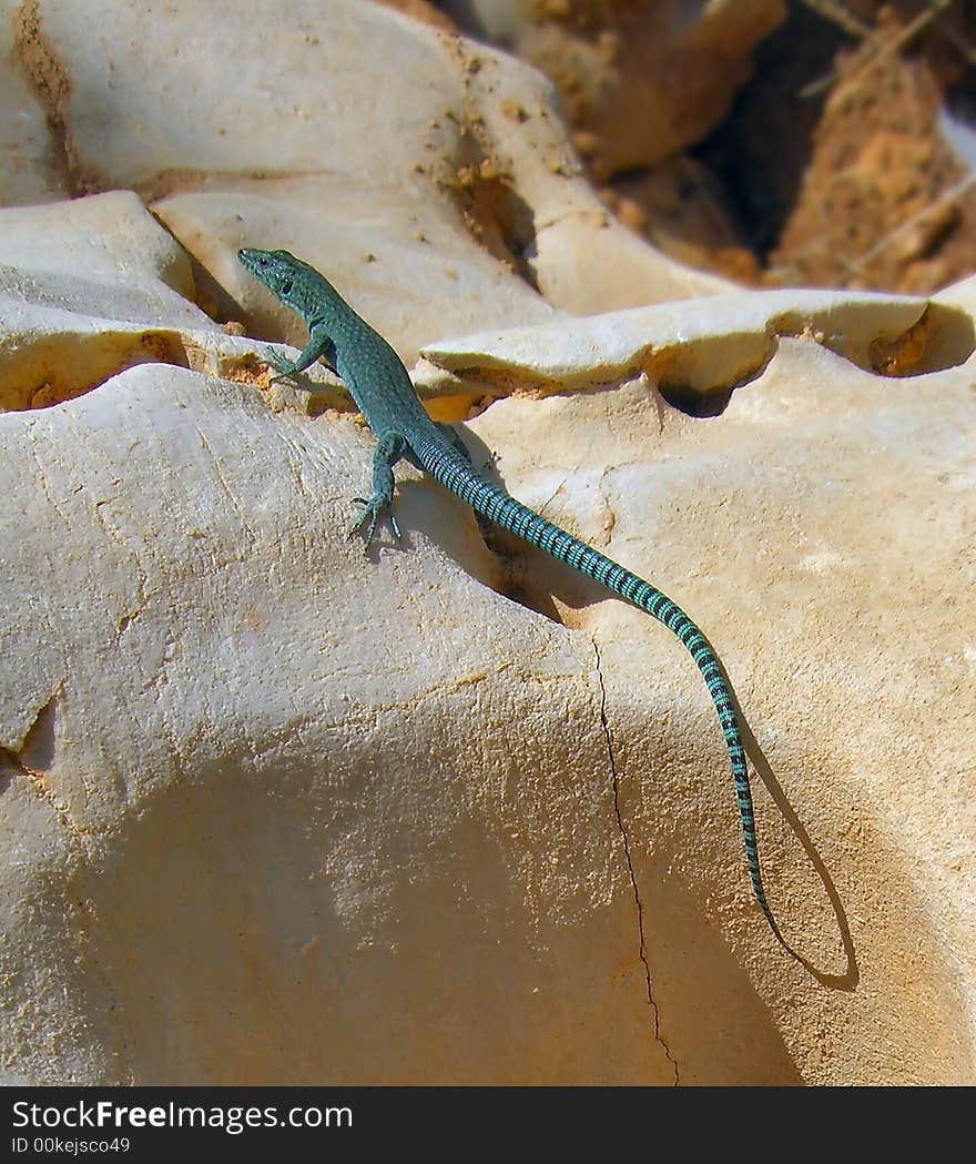 Blue lizard on yellow stone