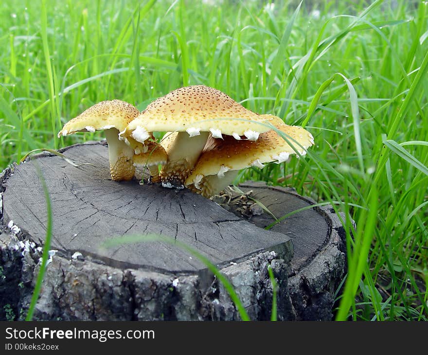 Mushrooms growing on the stub