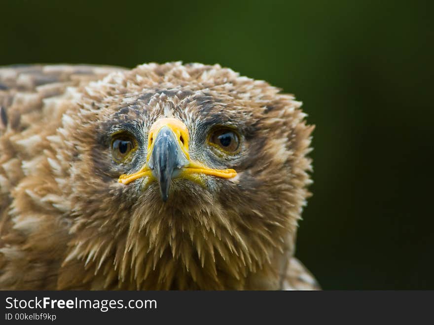 Cose-up of a steppe eagle (Aquila nipalensis)