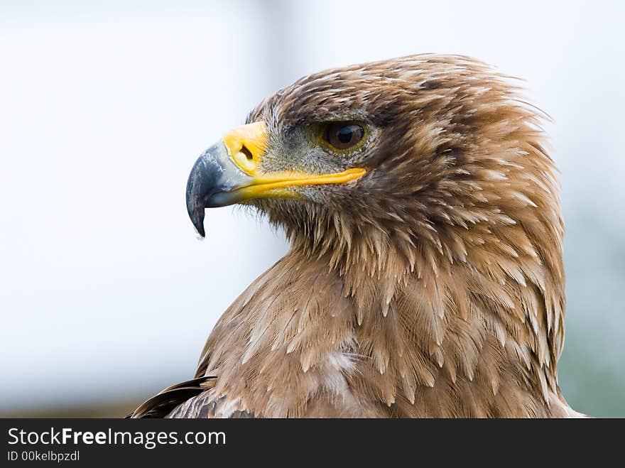 Cose-up of a steppe eagle (Aquila nipalensis)