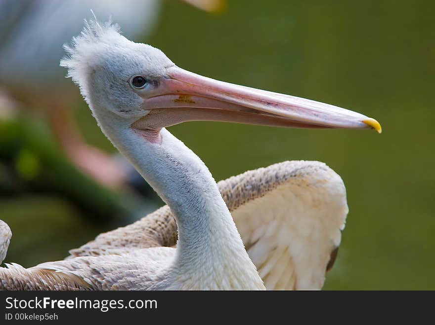 Close-up of a pelican