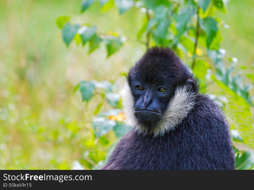 Cute monkey looking at the camera