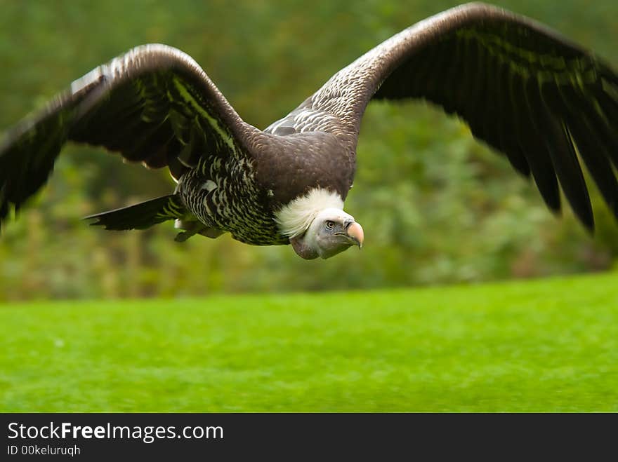 Vulture In Flight