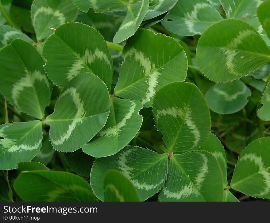 A lots of leaves of clever - green background