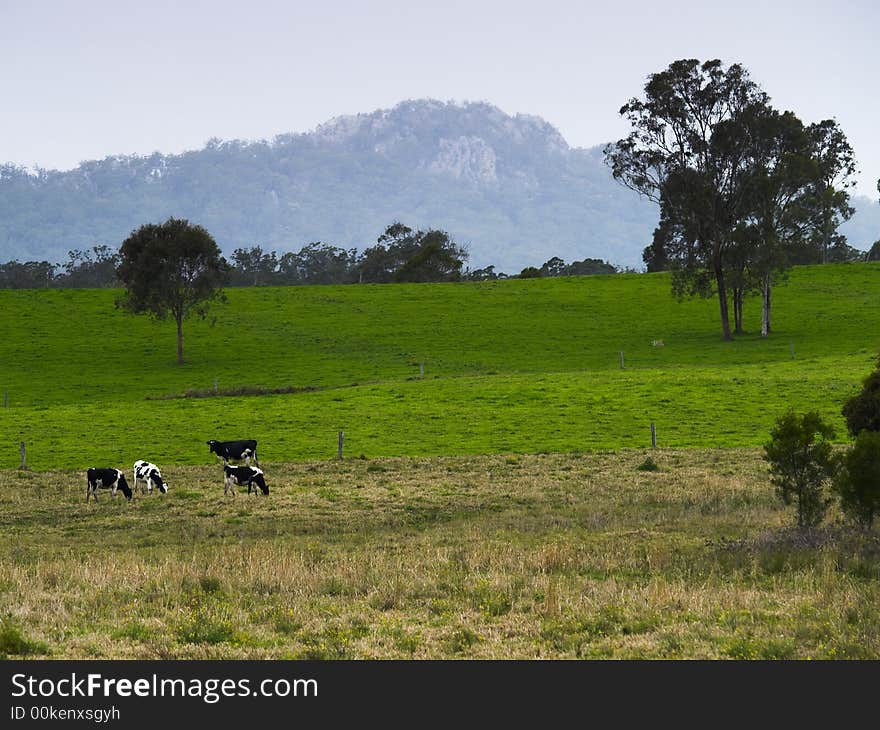 A rural scene of cattle grazing with distant hills