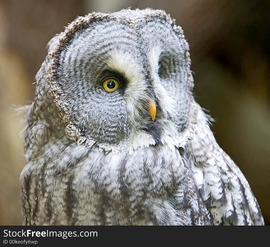 Big grey owl 2